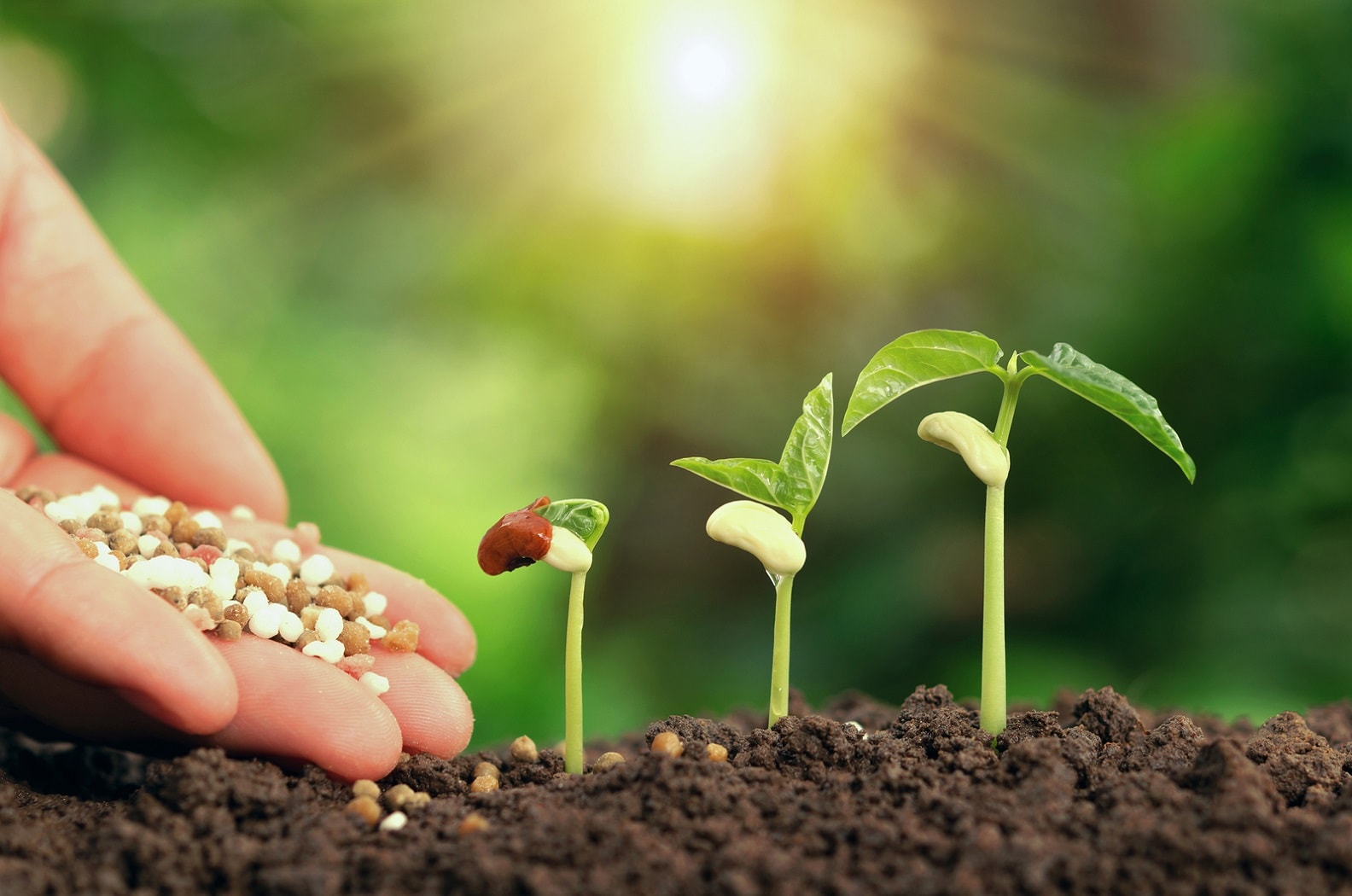 Benefits Of Choosing Organic Fertilizers